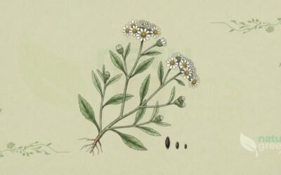 Erva-Botão (Eclipta prostrata): Propriedades e Benefícios