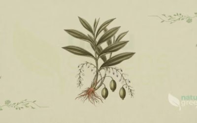 Cardamom (Elettaria cardamomum): Properties and Benefits