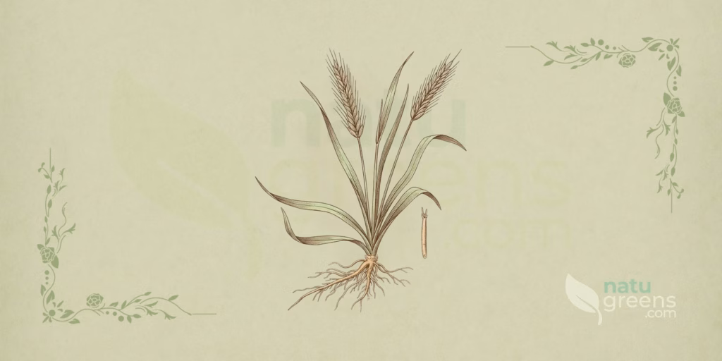 Elymus repens (Kveke): egenskaper og fordeler