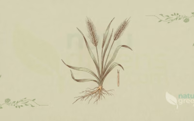 Elymus repens (Almindelig kvik): egenskaber og fordele