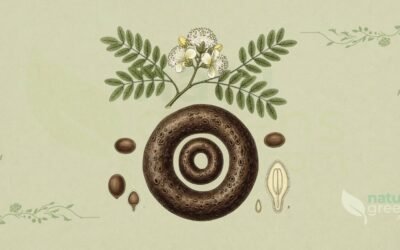 Tamboril (Enterolobium contortisiliquum): Propriedades e Benefícios