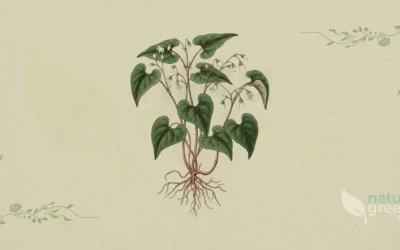 Horny Goat Weed (Epimedium sagittatum): Benefits and Uses