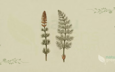 Horsetail (Equisetum arvense): Properties and Benefits