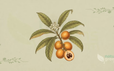 Loquat (Eriobotrya japonica): Properties and Benefits