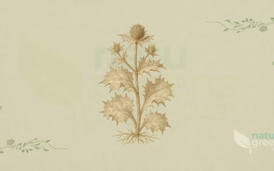 Eryngium maritimum (Strandmandstro): egenskaber og fordele