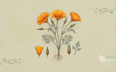 Eschscholzia californica (California Poppy): Botanical Profile
