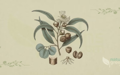 Eucalyptus (Eucalyptus globulus): Properties and Benefits