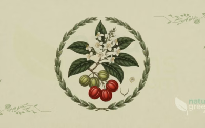 Eugenia uniflora (Surinam Cherry): Complete Botanical Profile