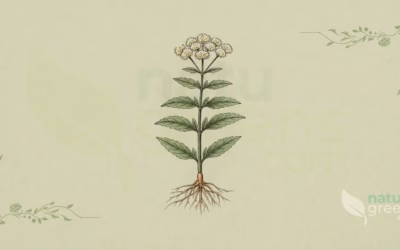Eupatorium perfoliatum: Properties and Benefits