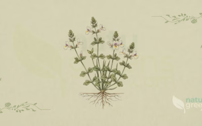 Euphrasia officinalis (Eyebright): Complete Botanical Profile