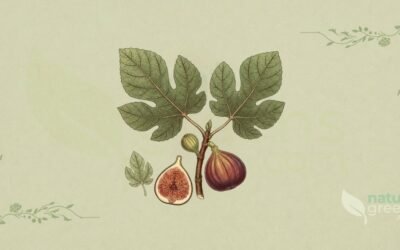 Figueira-Comum (Ficus carica): Propriedades e Benefícios