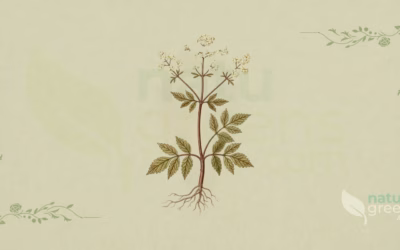 Mädesüß (Filipendula ulmaria): Eigenschaften und Vorteile