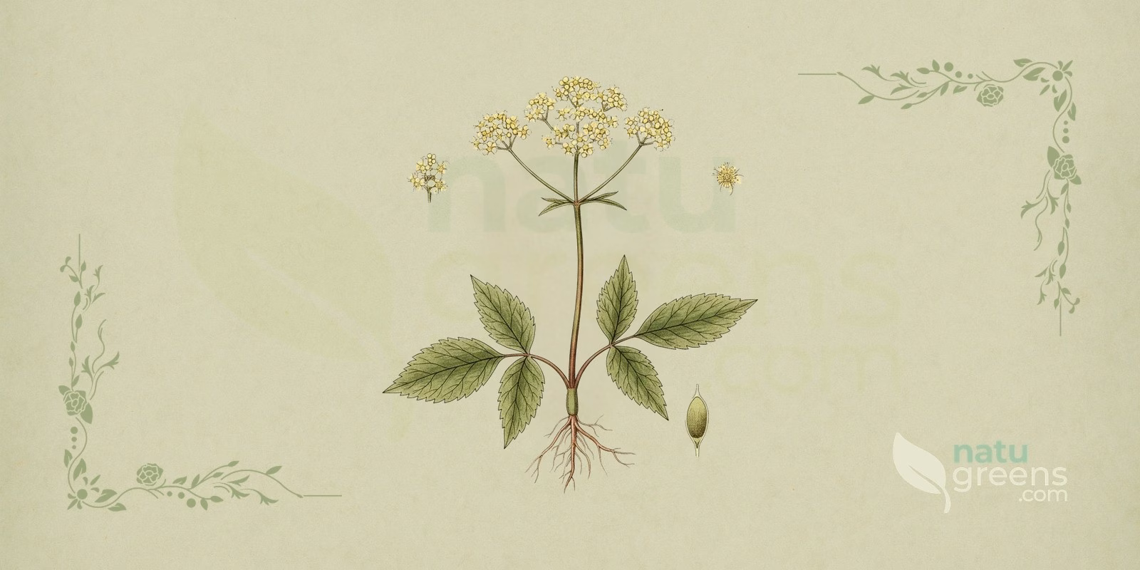 Reine-des-Prés (Filipendula ulmaria) en illustration botanique, avec des cymes denses de fleurs blanc crème, des tiges dressées et des feuilles composées aux folioles dentées ; la reine-des-prés est une plante herbacée vivace de la famille des Rosaceae.