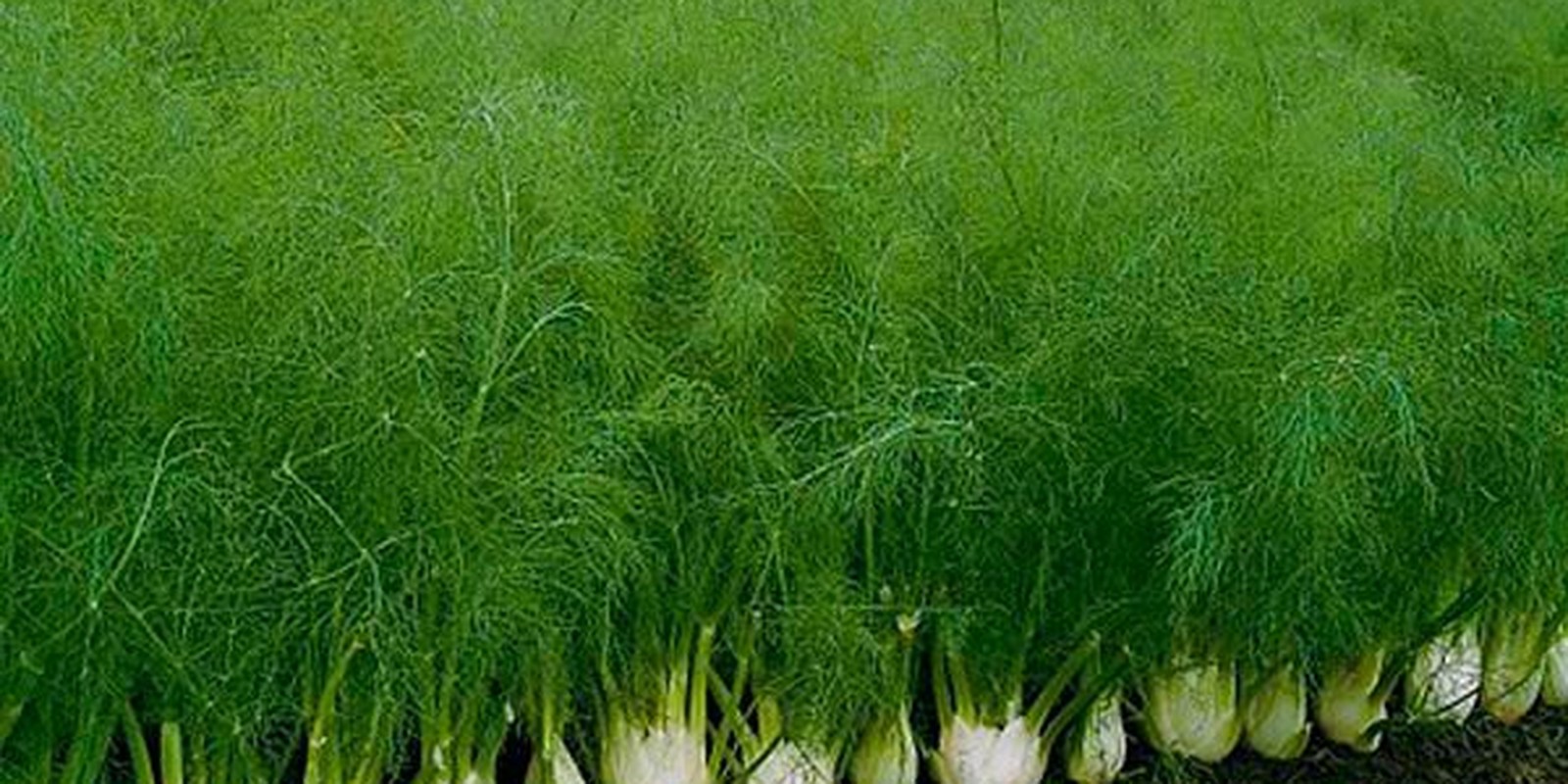 Rangs de fenouil bulbeux en culture, faux bulbes blancs alignés au ras du sol sous un feuillage filiforme dense.
