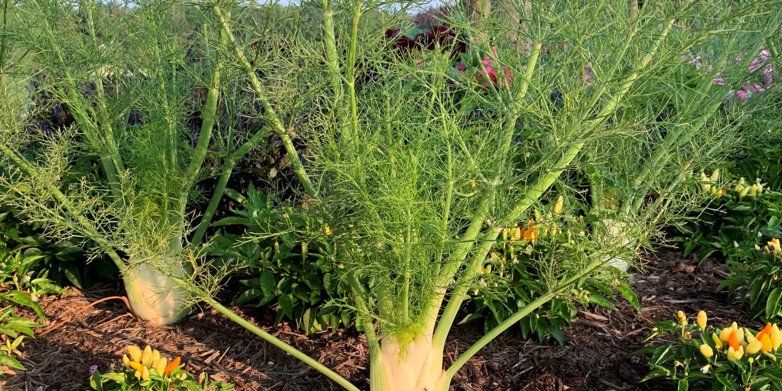 Planta de hinojo de bulbo creciendo en un arriate acolchado, con el falso bulbo blanco a ras de suelo y los tallos rematados por follaje filiforme.