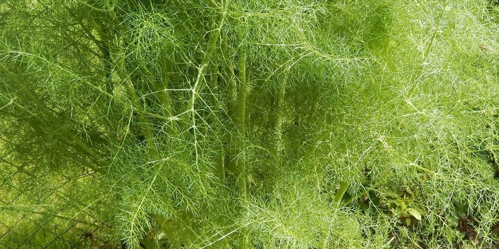 Fogliame di Foeniculum vulgare in primo piano, con lamine ripetutamente divise in segmenti capillari verde azzurrato attorno a un fusto striato.