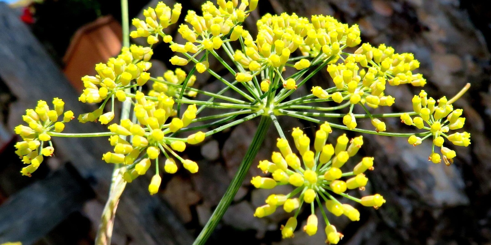Doppeldolde von Fenchel (Foeniculum vulgare) in voller Blüte, mit winzigen goldgelben Blüten auf ungleich langen Strahlen und ohne Hülle am Ansatz.