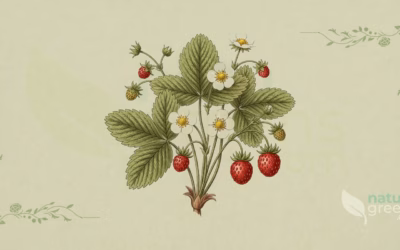 Walderdbeere (Fragaria vesca): Eigenschaften und Vorteile