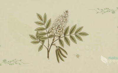 Fraxinus ornus (Mannaask): egenskaber og fordele