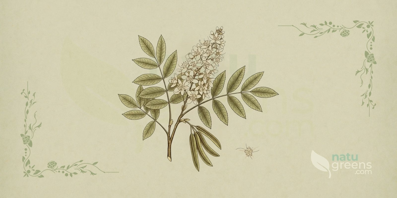 Mannaask (Fraxinus ornus) i botanisk illustration med en gren med uligefinnede blade og toppe af cremehvide blomster, træet der giver den mannitolrige manna.
