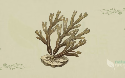 Bladderwrack (Fucus vesiculosus): Properties and Benefits