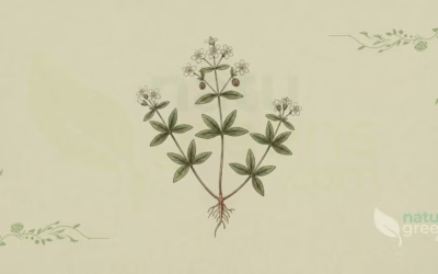 Galium odoratum (Sweet Woodruff): Complete Botanical Profile
