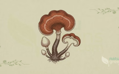 Reishi (Ganoderma lucidum): Properties and Benefits