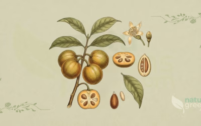 Garcinia (Garcinia gummi-gutta): Properties and Benefits