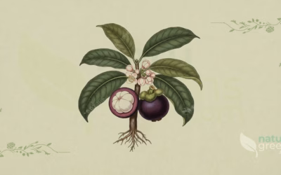 Garcinia mangostana (Mangostan): egenskaber og fordele