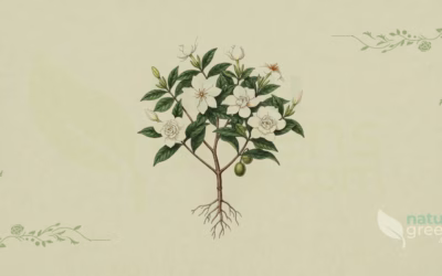 Gardenia jasminoides (Cape Jasmine): Complete Botanical Profile