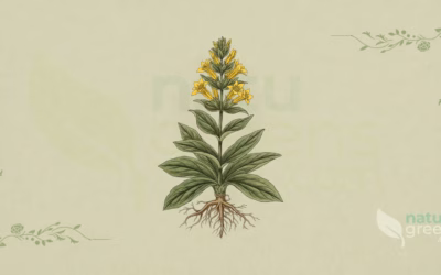 Yellow Gentian (Gentiana lutea): Properties and Benefits