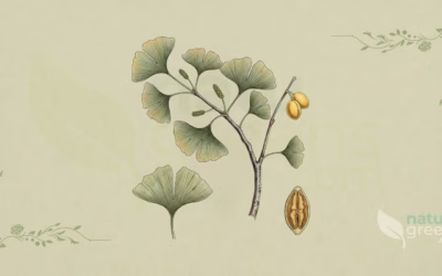 Ginkgo (Ginkgo biloba): Properties and Benefits