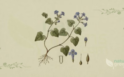 Ground-Ivy (Glechoma hederacea): Properties and Benefits