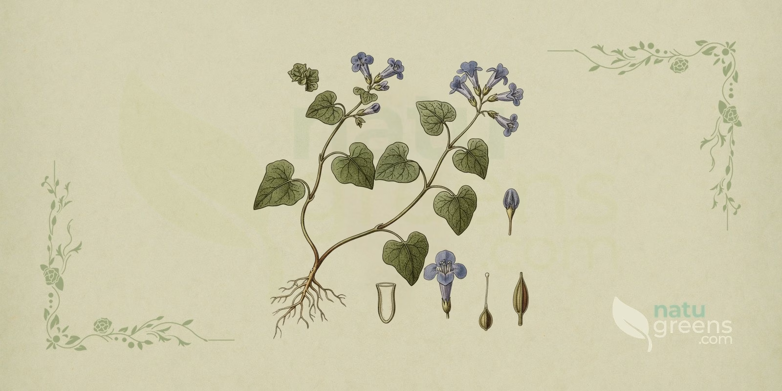 Ground-Ivy (Glechoma hederacea) in a botanical illustration, with creeping stems, rounded leaves with crenate margins and the blue-violet flowers of ground-ivy in the leaf axils.