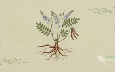 Licorice (Glycyrrhiza glabra): Properties and Benefits