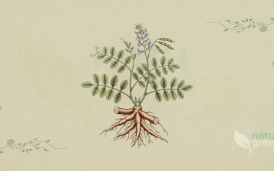 Chinese Licorice (Glycyrrhiza uralensis): Benefits & Uses