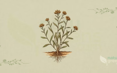 Marsh Cudweed (Gnaphalium uliginosum): Benefits and Uses
