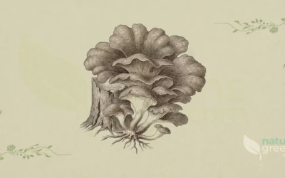 Maitake (Grifola frondosa): Properties and Benefits