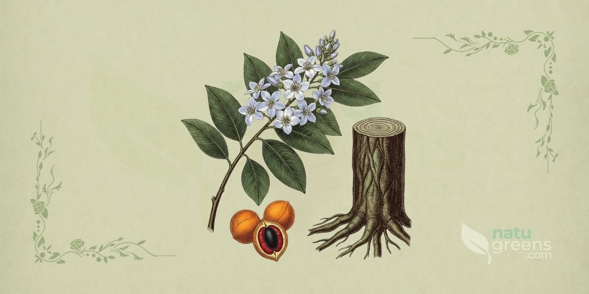 Ilustração botânica de Guaiacum officinale L. (guaiaco, pau-santo, lignum vitae), árvore perene da família Zygophyllaceae, nativa das Caraíbas e América do Sul, mostrando planta completa com folhas compostas verde-escuras, flores azuis de cinco pétalas e frutos amarelo-alaranjados com sementes pretas, em estilo de enciclopédia botânica do século XIX sobre fundo de papel de herbário.