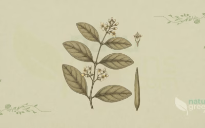 Gurmar (Gymnema sylvestre): Properties and Benefits