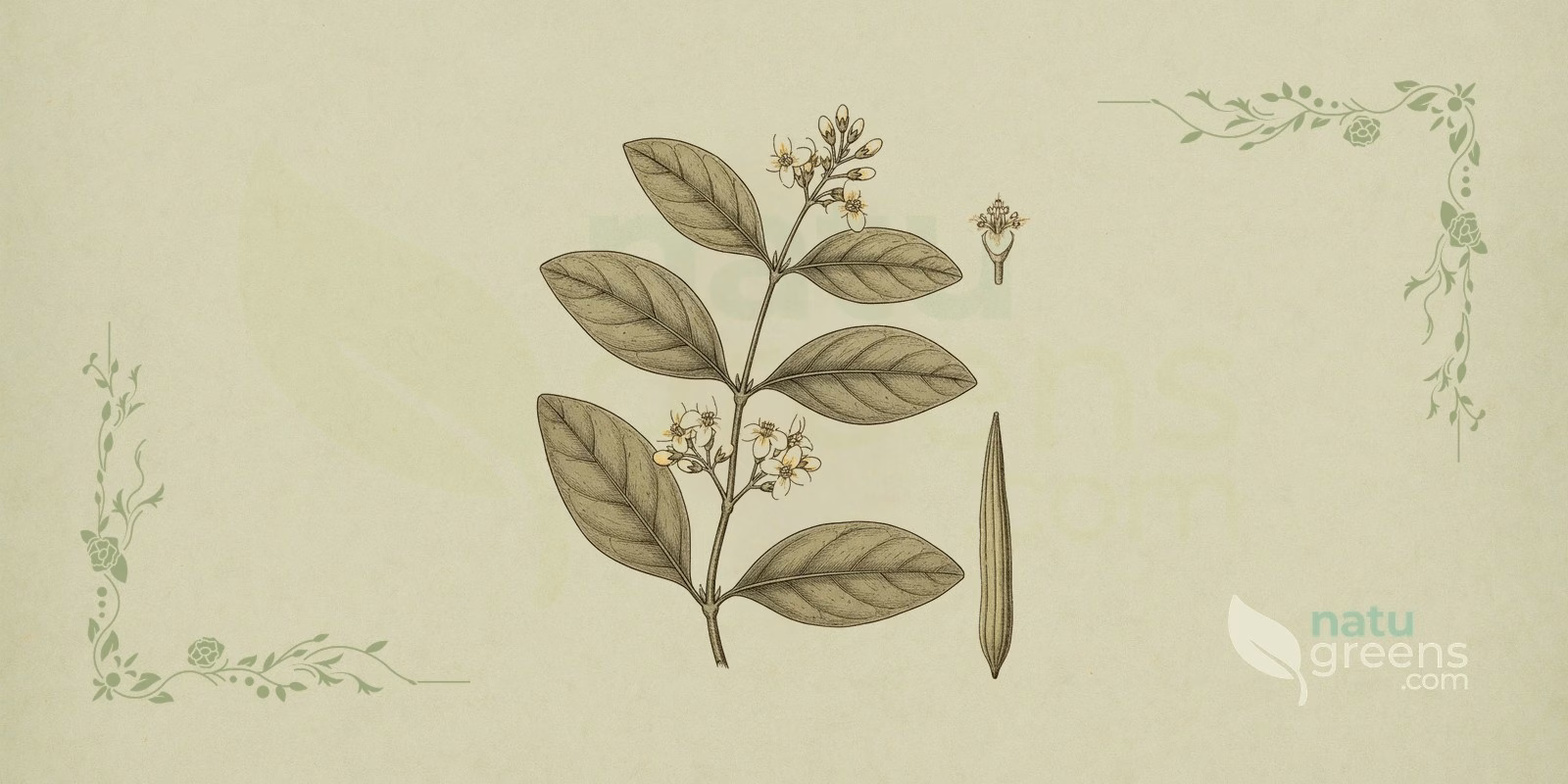 Gurmar (Gymnema sylvestre) in a botanical illustration showing a twining stem with opposite, ovate, slightly hairy leaves, typical of the climbing plant known as gymnema.