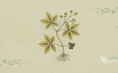 Jiaogulan (Gynostemma pentaphyllum): Properties and Benefits