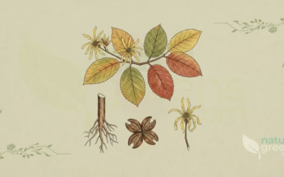 Hamamelis virginiana (Witch Hazel): Complete Botanical Profile