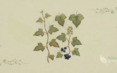 Common Ivy (Hedera helix): Properties and Benefits