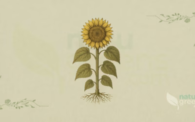 Helianthus annuus (Solsikke): egenskaber og fordele
