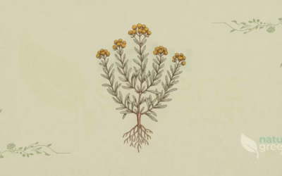 Currykraut (Helichrysum italicum): Eigenschaften und Vorteile