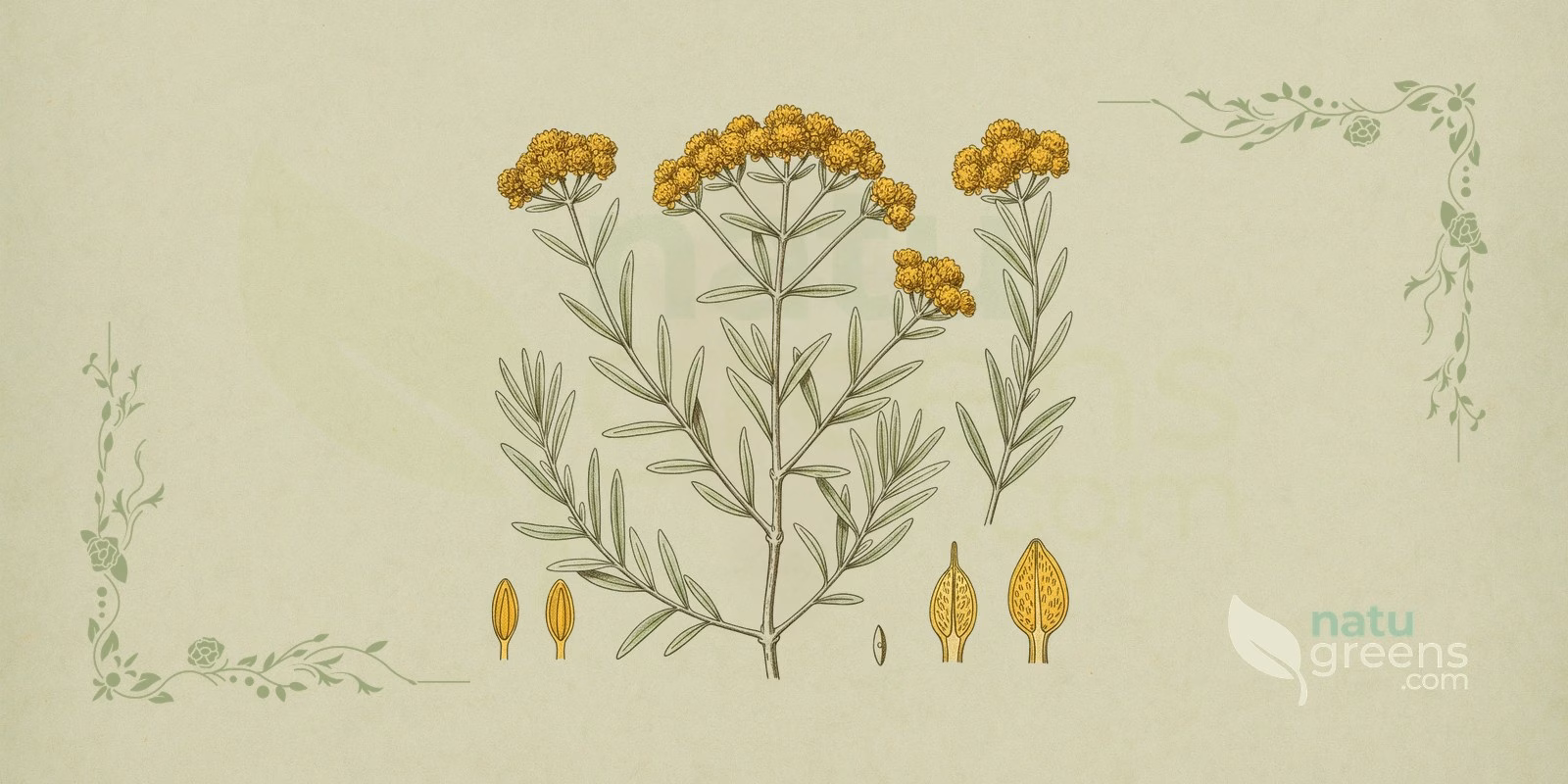 Currykraut (Helichrysum italicum) als botanische Illustration, mit Zweigen voller schmaler Blätter und gelben Blütenköpfchen an den Stängelspitzen; das Currykraut ist eine aromatische Pflanze aus der Familie der Asteraceae.