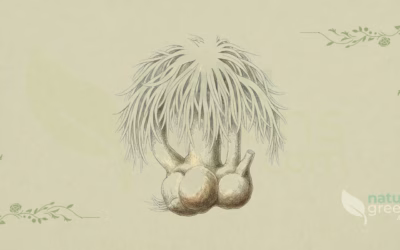 Lion’s Mane (Hericium erinaceus): Properties and Benefits