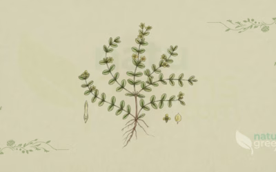 Rupturewort (Herniaria glabra): Properties and Benefits