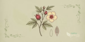 Hibisco (Hibiscus sabdariffa) em ilustração botânica, com ramo de folhas lobadas, flor amarelo-clara de centro escuro e cálices vermelhos carnosos; o hibisco pertence à família Malvaceae.